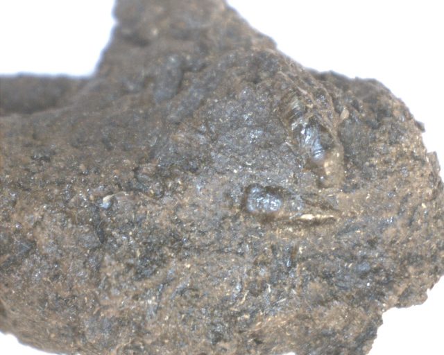 Rancho La Brea Formation Tar Pit Insects (020821j)