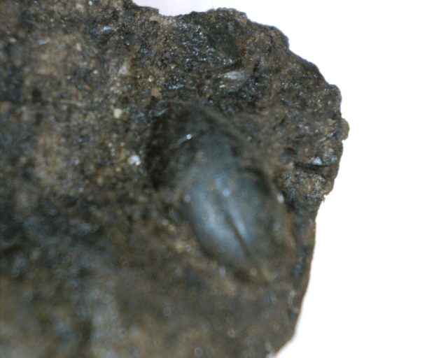 Rancho La Brea Formation Tar Pit Beetle (020921b)