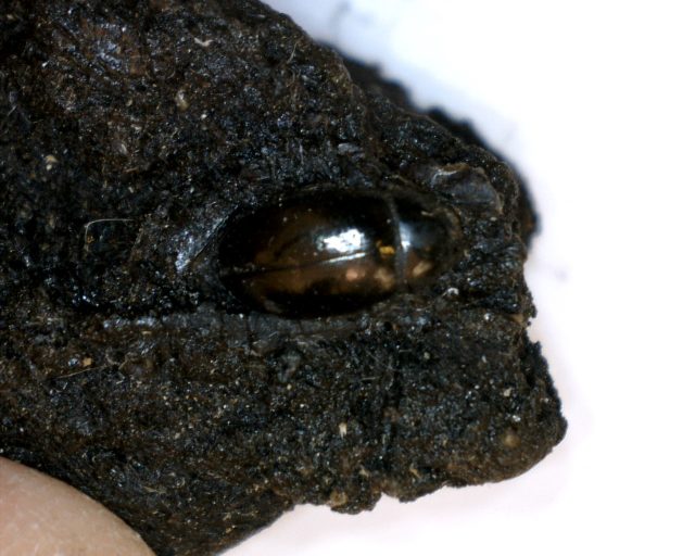 Rancho La Brea Formation Tar Pit Beetle (020921d)