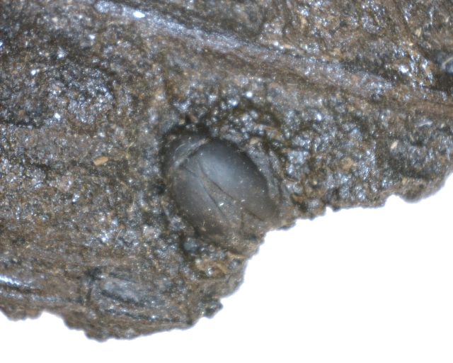 Rancho La Brea Formation Tar Pit Beetle (020921e)