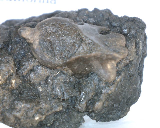 Rancho La Brea Formation Tar Pit Bird Bones (022121a) - Image 2