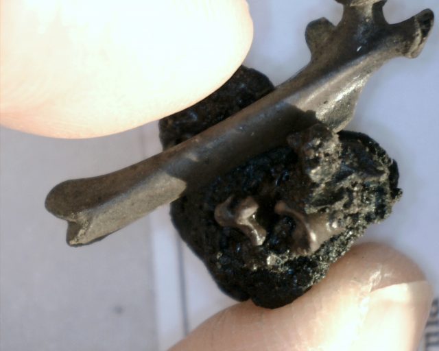 Rancho La Brea Formation Tar Pit Bird Bone (022121d) - Image 2