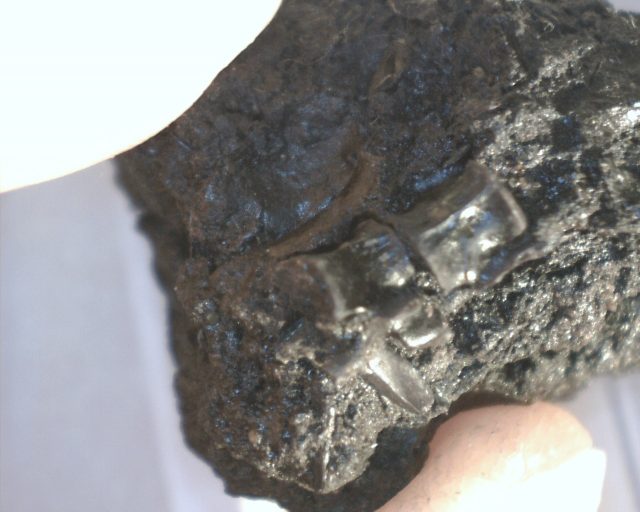 Rancho La Brea Formation Tar Pit Bird Bone (022121f)
