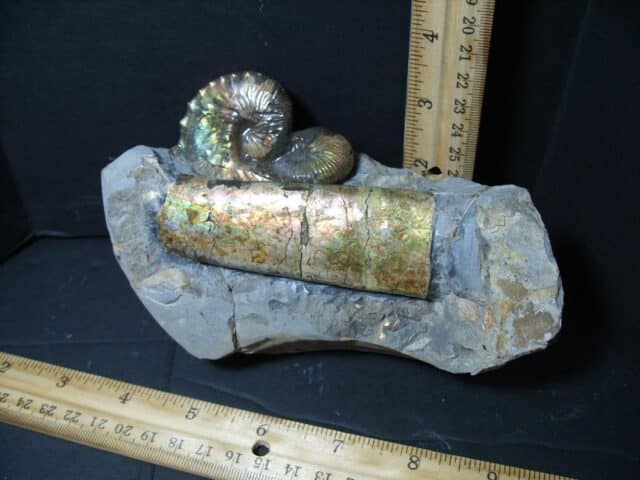Discoscaphites Ammonite & Baculite (102322c) - Image 3