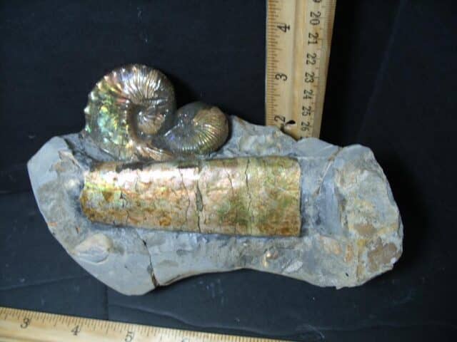 Discoscaphites Ammonite & Baculite (102322c) - Image 2