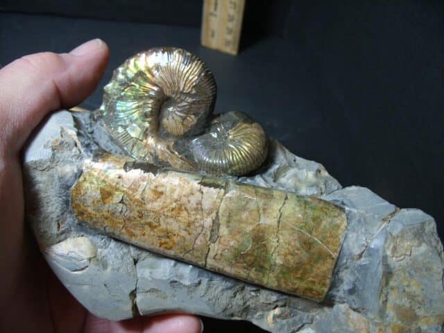 Discoscaphites Ammonite & Baculite (102322c)