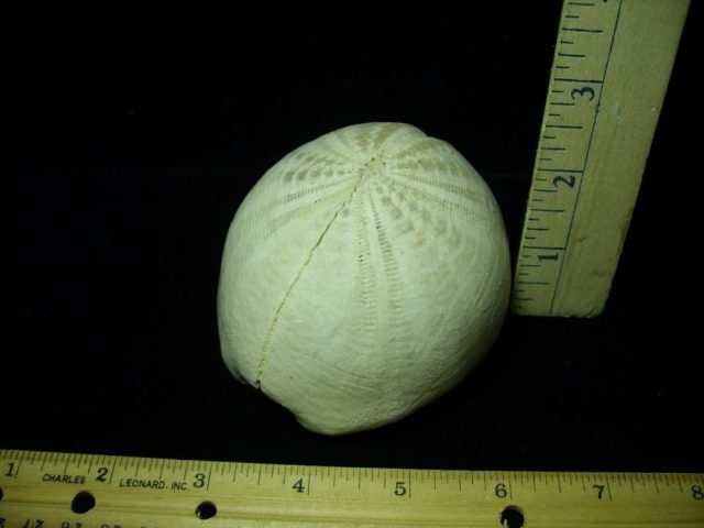 “Very Rare” Echinoid Specimen (013121b)