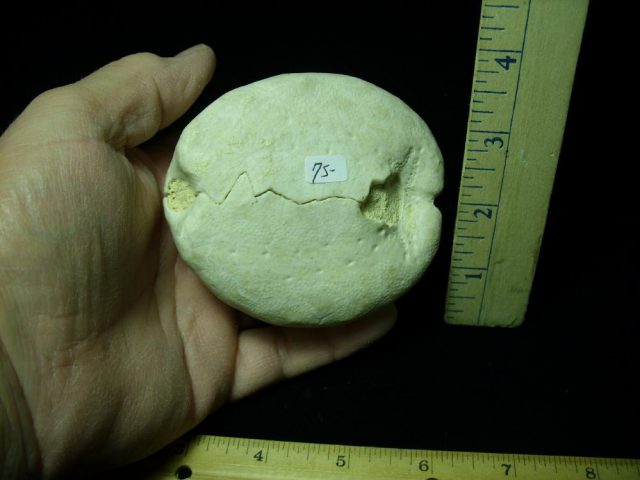 “Very Rare” Echinoid Specimen (013121b) - Image 3