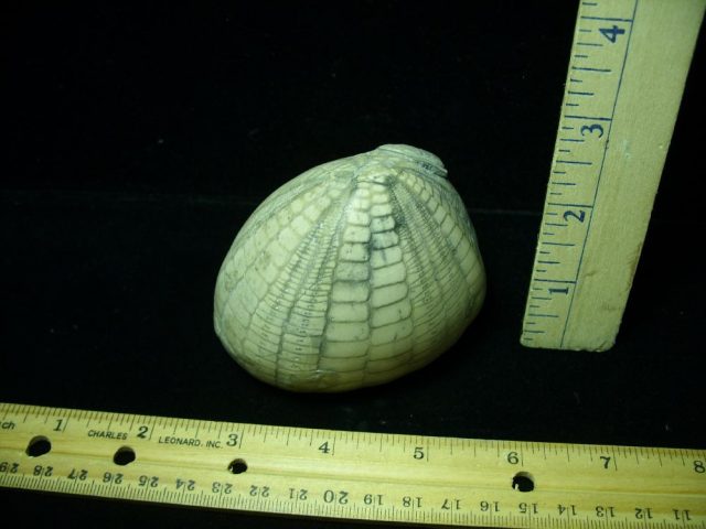 “Very Rare” Echinocarys Echinoid  (013121c)