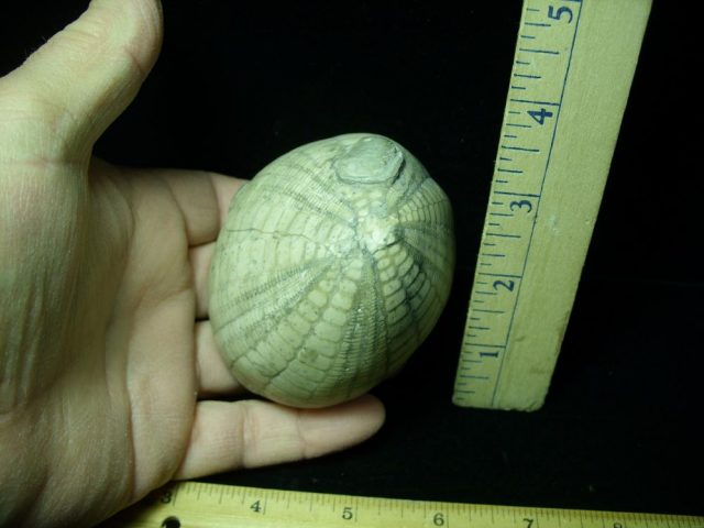 “Very Rare” Echinocarys Echinoid  (013121c) - Image 2