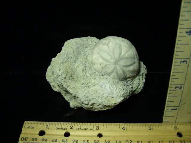 “Very Rare”  Hardonia Echinoid  (013121g)