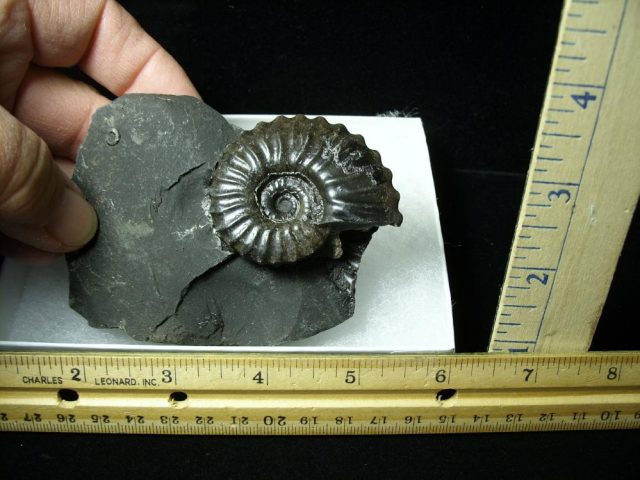 Columbian Ammonite  (020121b)