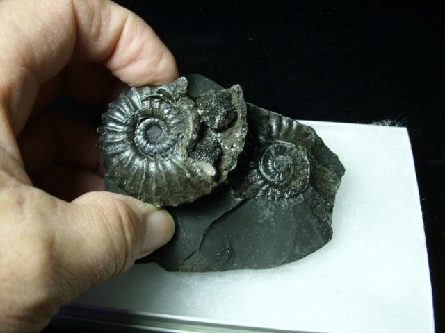 Columbian Ammonite  (020121b) - Image 2