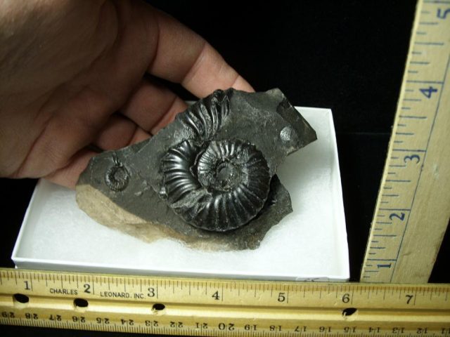 Columbian Ammonite  (020121c)