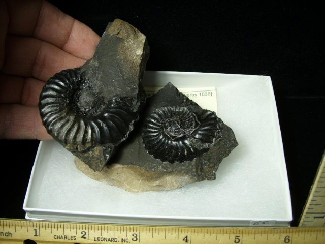 Columbian Ammonite  (020121c) - Image 2