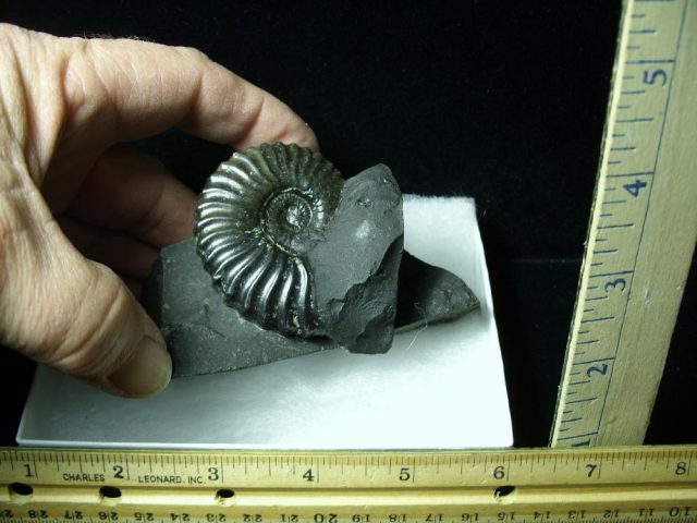 Columbian Ammonite  (020121e)