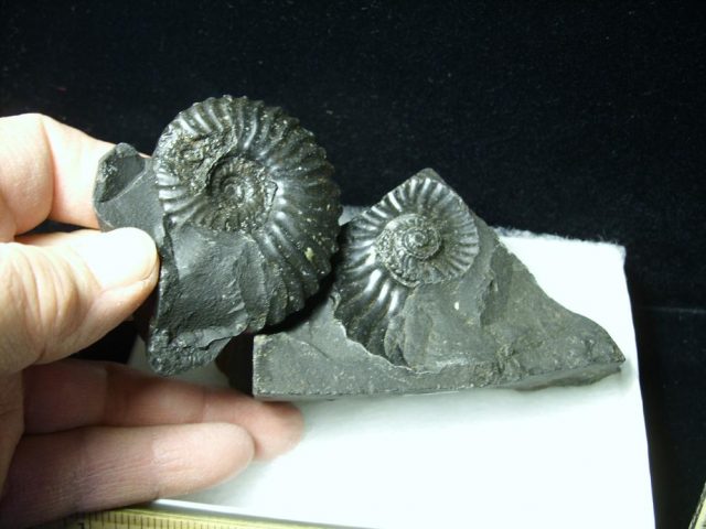 Columbian Ammonite  (020121e) - Image 2