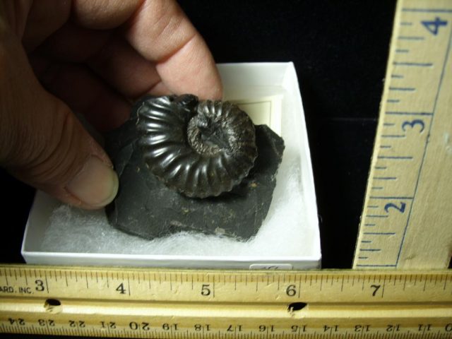 Columbian Ammonite  (020121f)