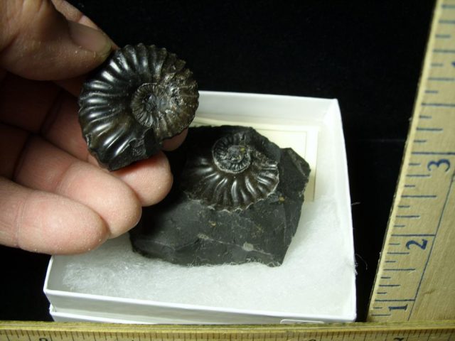 Columbian Ammonite  (020121f) - Image 2