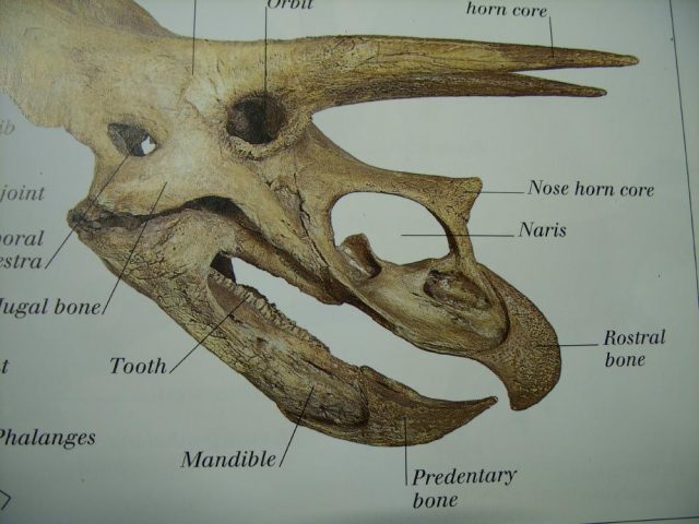 Triceratops Fossil Beak (020121n) - Image 3