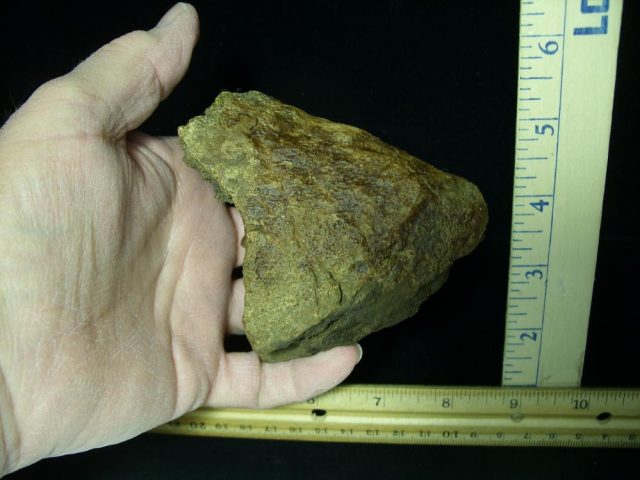 Triceratops Fossil Beak (020121n) - Image 5