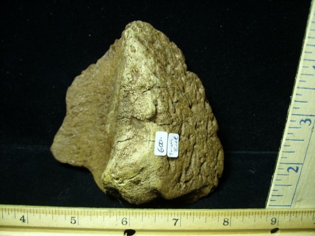 Triceratops Fossil Beak (020121n) - Image 2