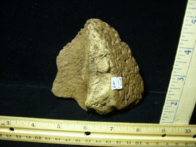 Triceratops Fossil Beak (020121n)