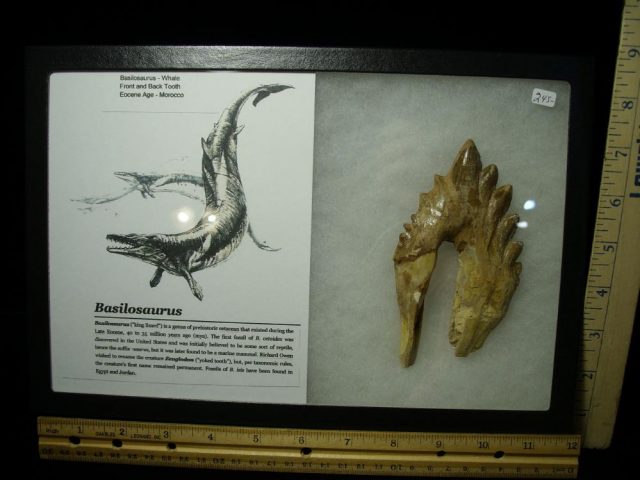 Basilosaurus aff isis – Archaeocete – Ancient Whale (020321b) - Image 2