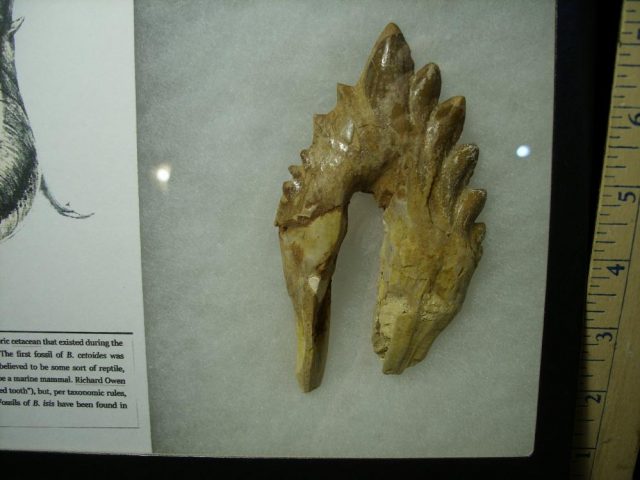 Basilosaurus aff isis – Archaeocete – Ancient Whale (020321b)