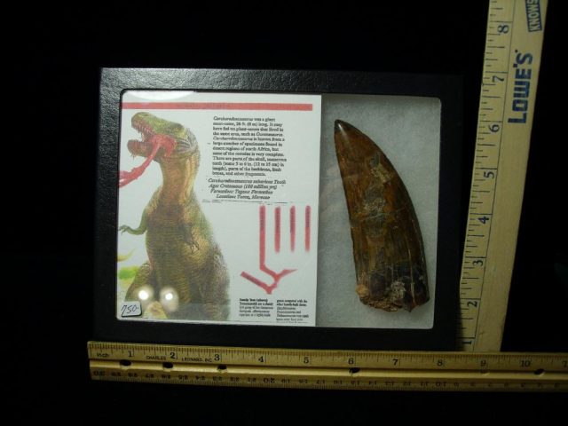 Carcharodontosaurus Dinosaur Tooth (020321d)