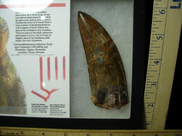 Carcharodontosaurus Dinosaur Tooth (020321d) - Image 2