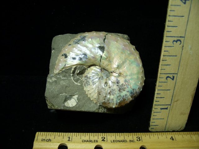 Discoscaphites Ammonite  (020321f)