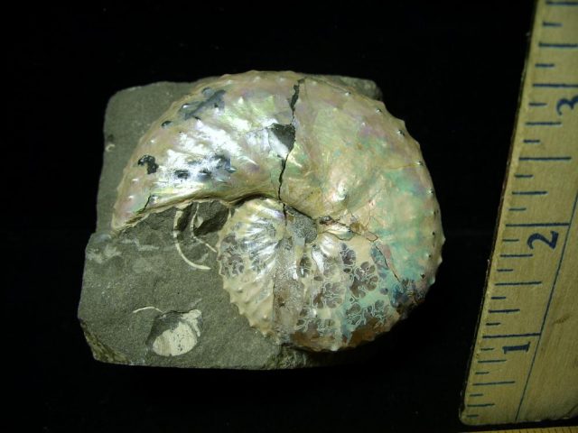 Discoscaphites Ammonite  (020321f) - Image 2
