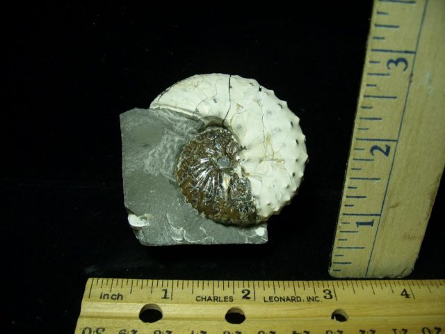 Fox Hills Fossil Ammonite  (020321g)* “SPECIAL - BELOW DEALER COST ” *