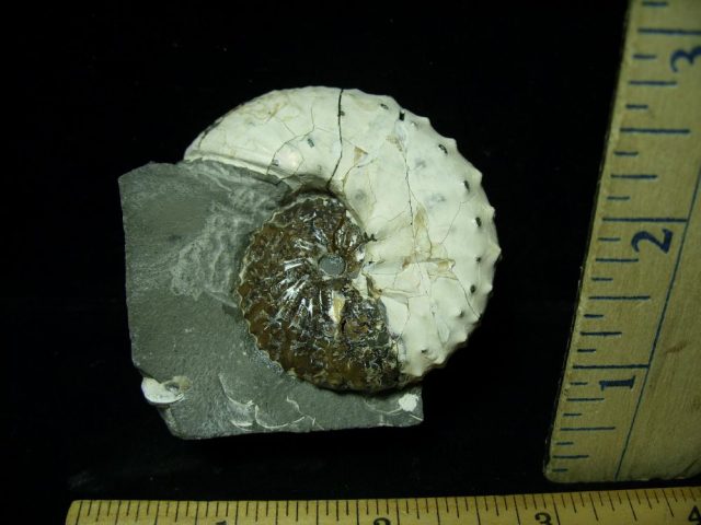 Fox Hills Fossil Ammonite  (020321g)* “SPECIAL - BELOW DEALER COST ” * - Image 2