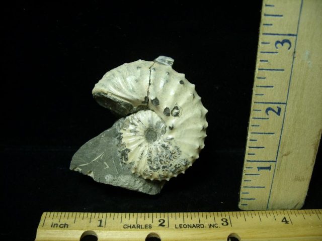 Ammonite  in matrix (020321k)