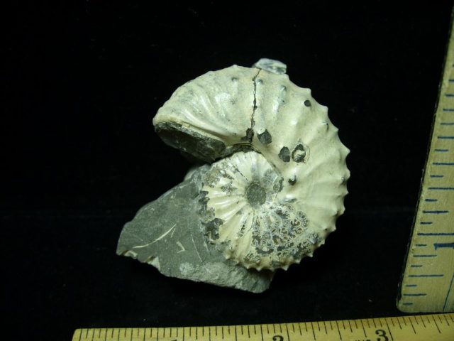 Ammonite  in matrix (020321k) - Image 2
