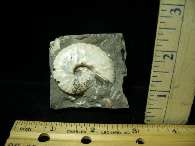 Discoscaphites Ammonite (020321m)