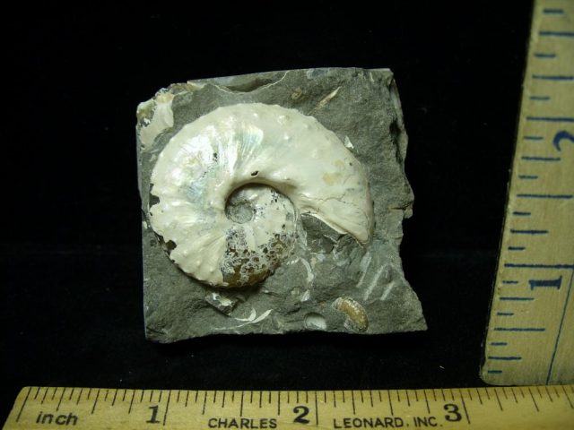 Discoscaphites Ammonite (020321m) - Image 2