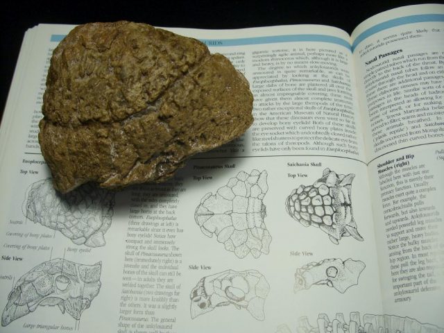 Ankylosaur Dinosaur Armor Bone (025121a)