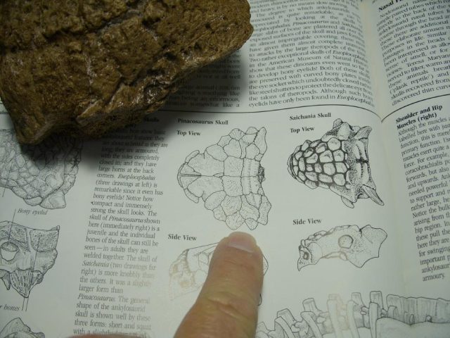 Ankylosaur Dinosaur Armor Bone (025121a) - Image 2