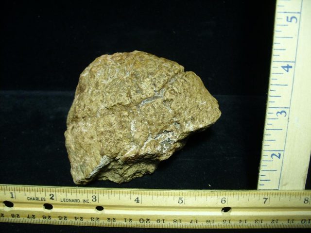 Ankylosaur Dinosaur Armor Bone (025121a) - Image 3