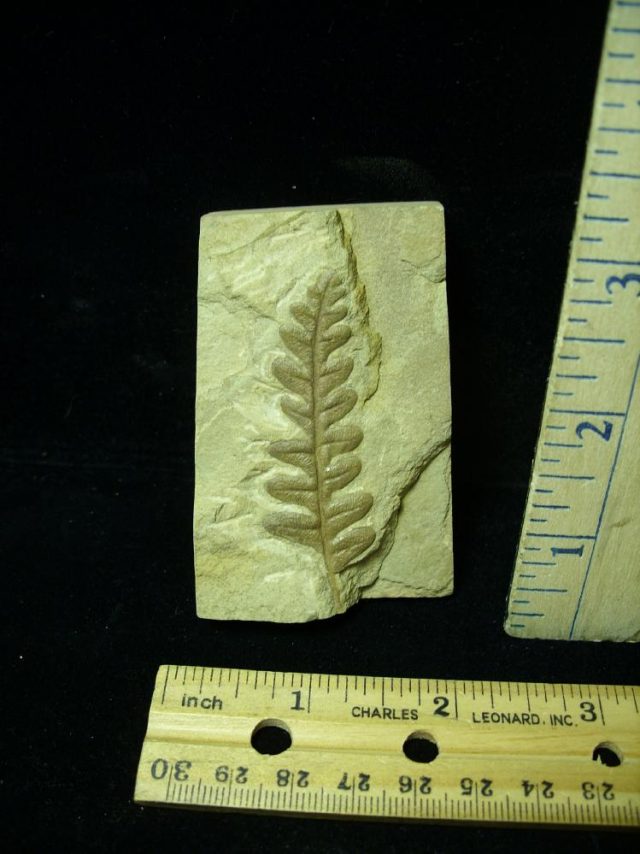 Fossil Fern  in matrix (020421a)