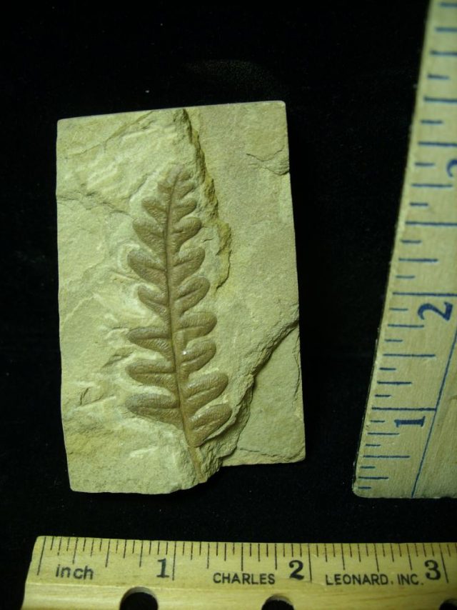 Fossil Fern  in matrix (020421a) - Image 2