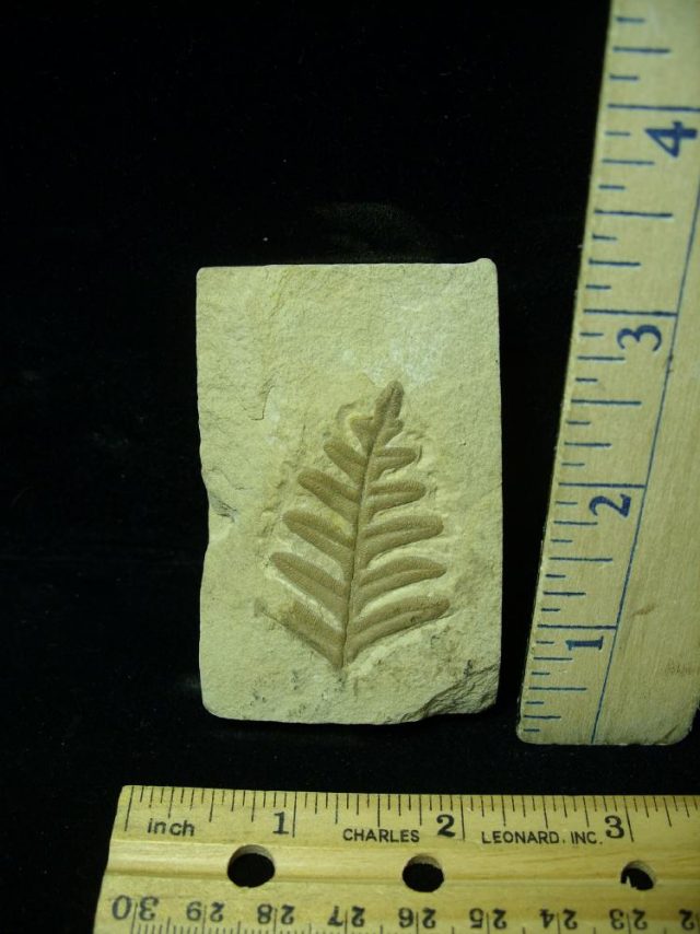 Fossil Fern  in matrix (020421b)