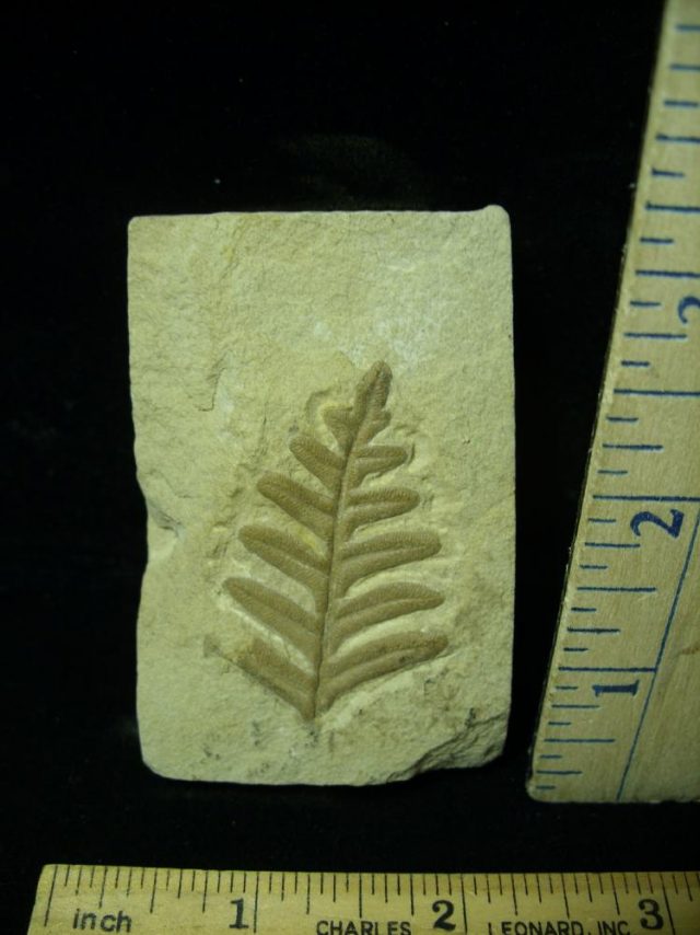 Fossil Fern  in matrix (020421b) - Image 2