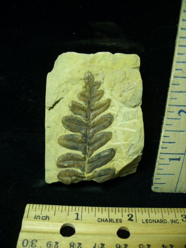 Fossil Fern  in matrix (020421c)
