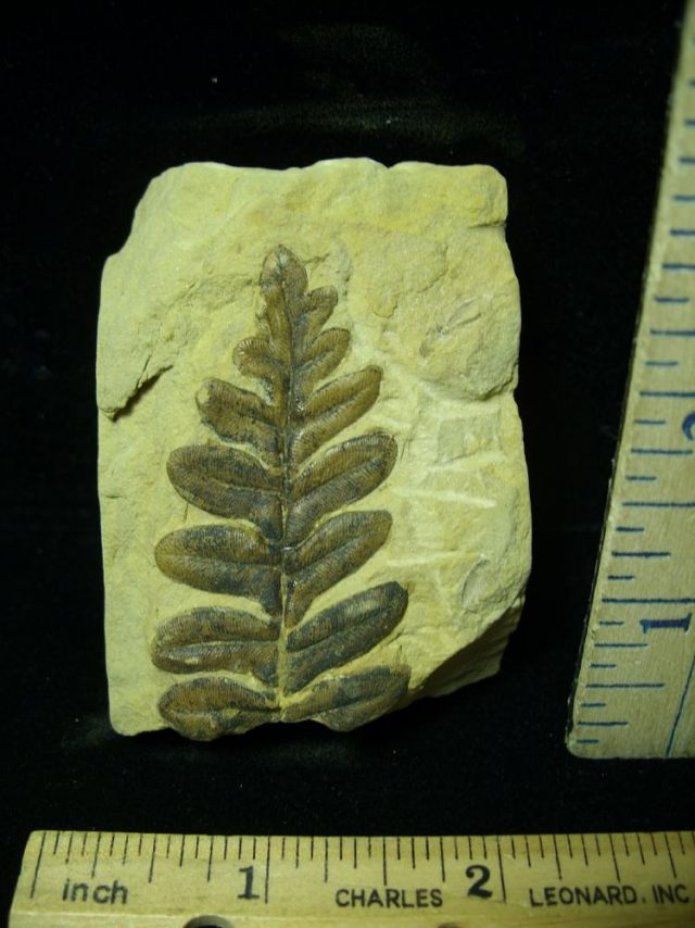 Fossil Fern  in matrix (020421c) - Image 2