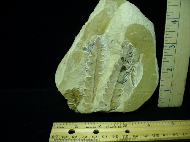 Fossil Ferns  in matrix (020421d)