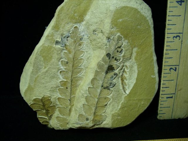 Fossil Ferns  in matrix (020421d) - Image 2